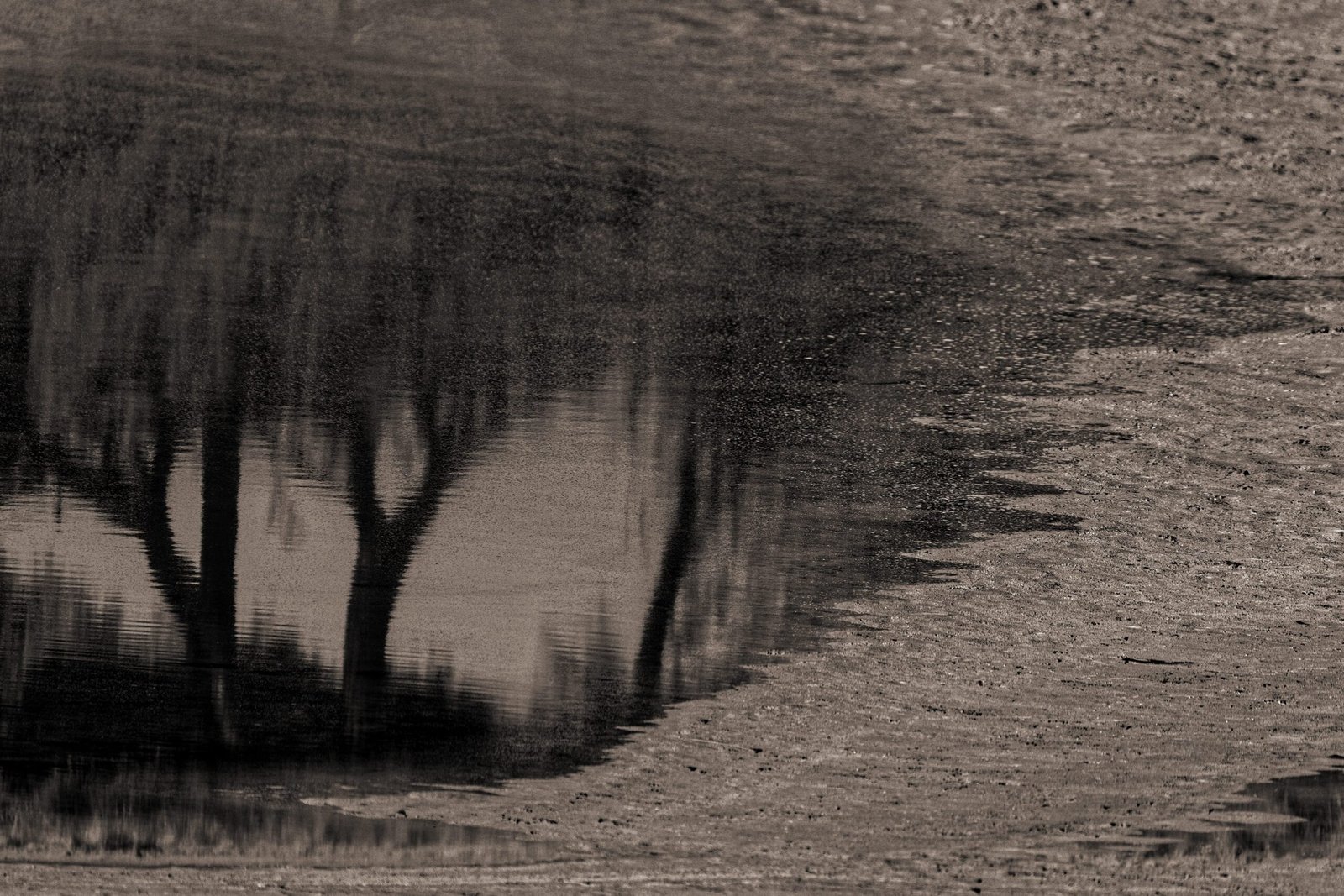 arbre monde expo lauris-11