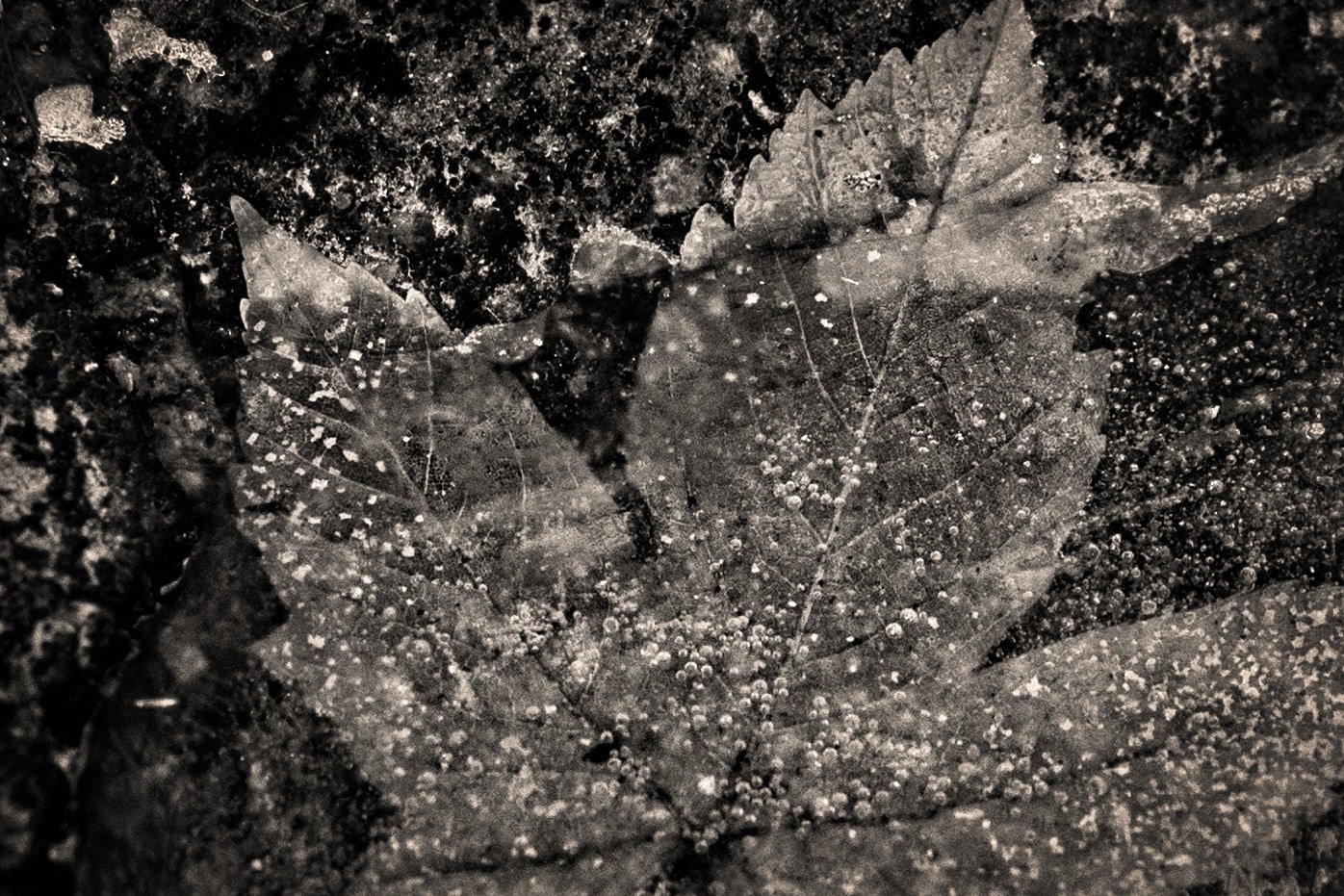 arbre monde expo lauris-13