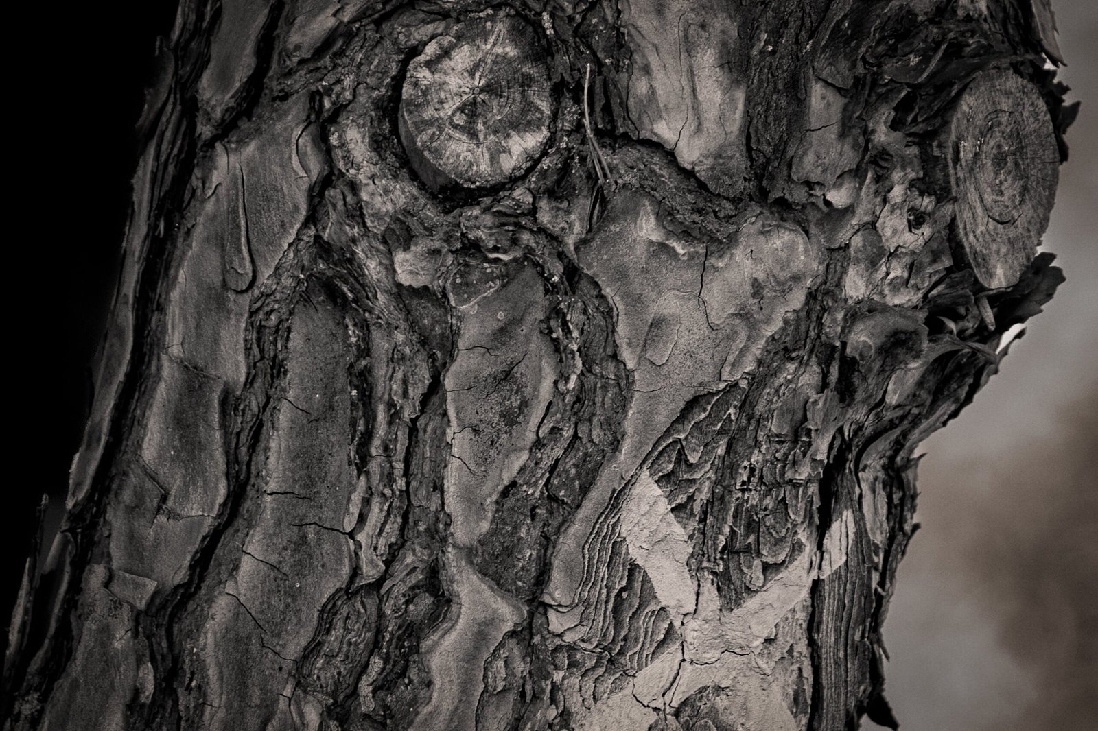 arbre monde expo lauris-15